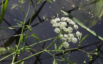 Velika trobelika (Cicuta virosa)